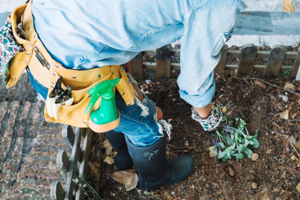 Tree roots growing through a damaged underground sewer pipe